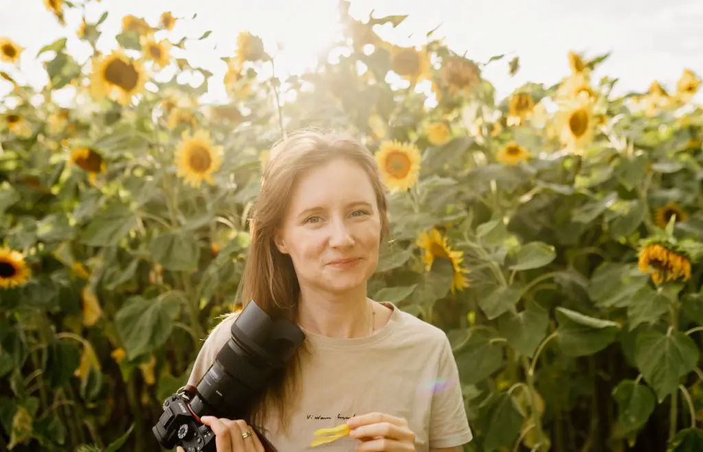 fotograf, sesja wśród słoneczników